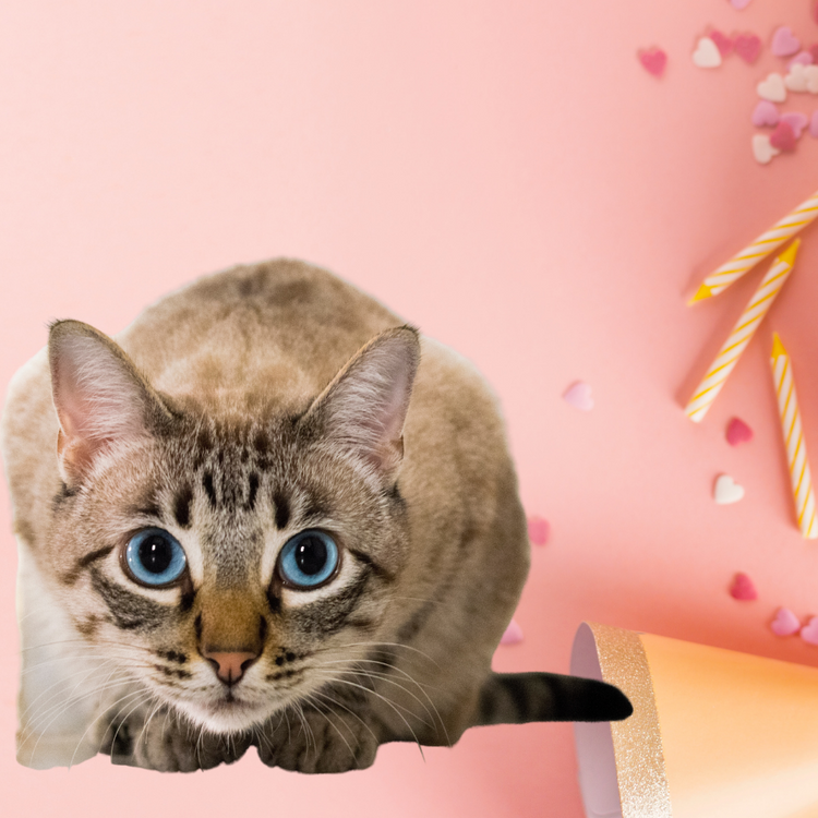 Smart Pets